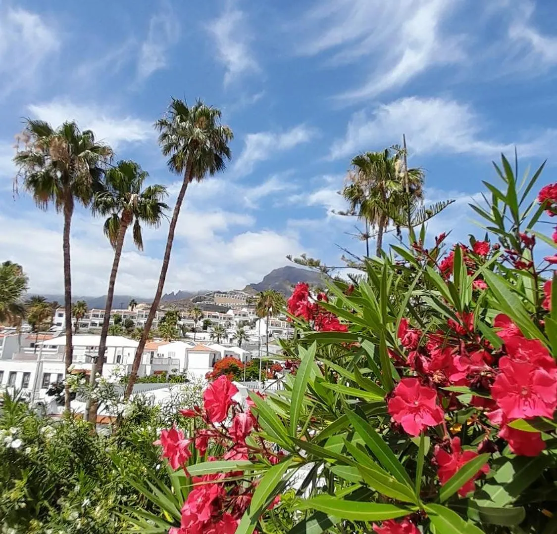 Apartments Island Village Heights Costa Adeje   Costa Adeje (Tenerife)